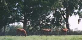 These guys are more interested in their lunch.